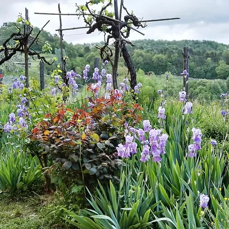 Le Due Volpi Vicchio