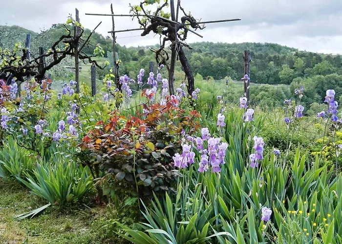 Le Due Volpi Vicchio